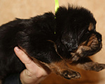 Собаки в Екатеринбурге: щенок Тибетского Мастифа Мальчик, 120 000 руб. - фото 3
