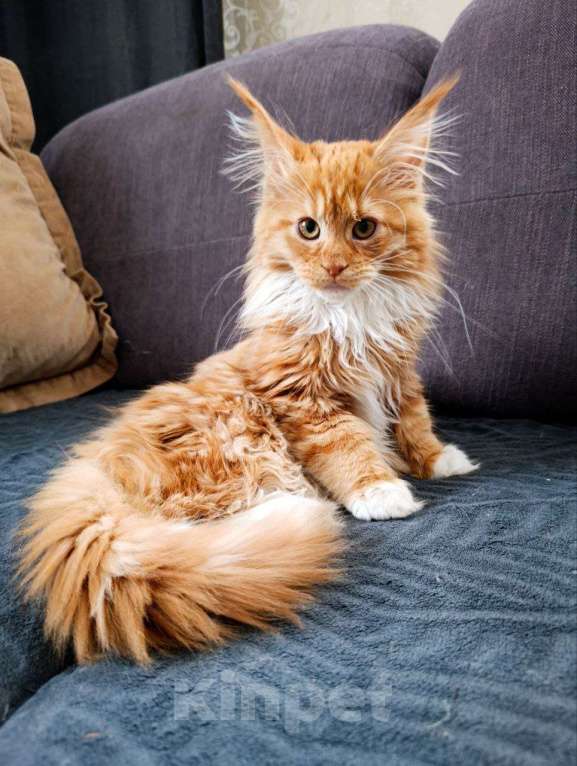 Кошки в Москве: Грант Мальчик, 75 000 руб. - фото 6