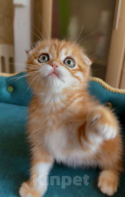 Кошки в Москве: Каспер Мальчик, 80 000 руб. - фото 3