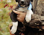 Собаки в Рыбном: Щенок в добрые руки Мальчик, Бесплатно - фото 3