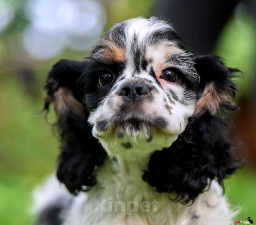 Собаки в Москве: Американский кокер-спаниель: будущий чемпион, отличные данные  Мальчик, 120 000 руб. - фото 10