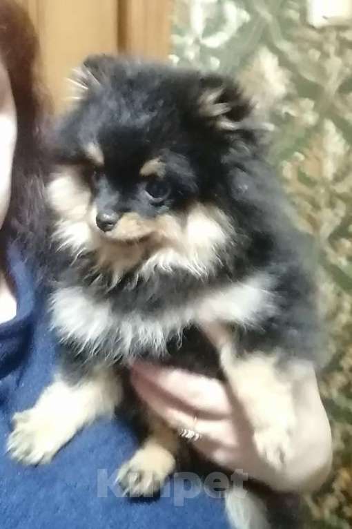 Собаки в Москве: Щенок немецкого шпица  Девочка, 50 000 руб. - фото 1