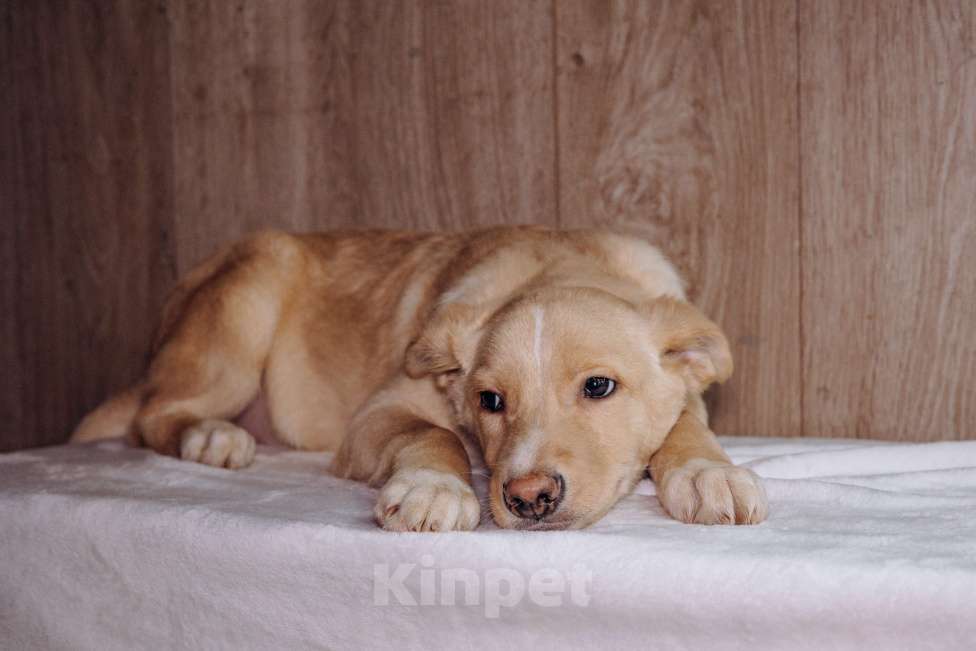 Собаки в Москве: Золотая серединка Мальчик, Бесплатно - фото 4