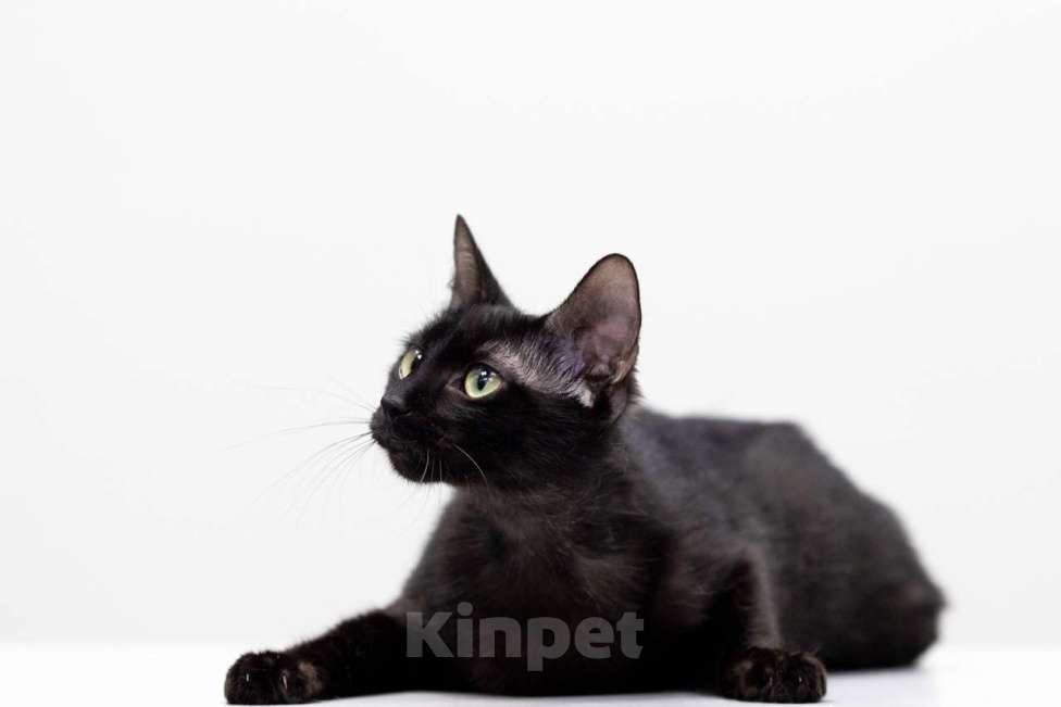 Кошки в Москве: Пушинка Девочка, Бесплатно - фото 3