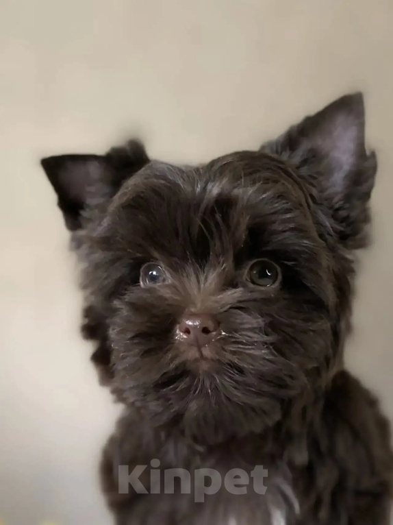 Собаки в Москве: Шоколадный мальчик Мальчик, 55 000 руб. - фото 1
