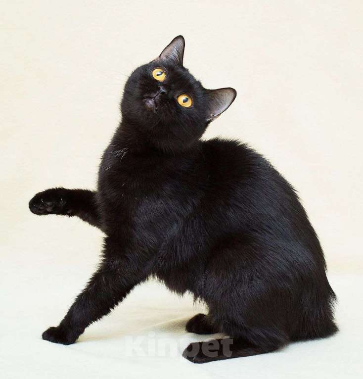 Кошки в Москве: Валиде, жертва человеческой жестокости Девочка, Бесплатно - фото 5