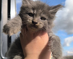 Кошки в других городах Ленинградской области: Котенок мейн-кун Мальчик, 80 000 руб. - фото 2
