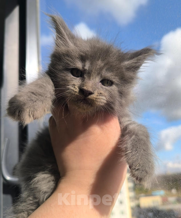 Кошки в других городах Ленинградской области: Котенок мейн-кун Мальчик, 80 000 руб. - фото 2