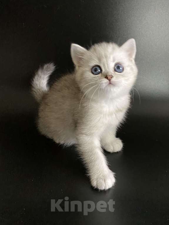 Кошки в Москве: Алечка. Девочка, 35 000 руб. - фото 4