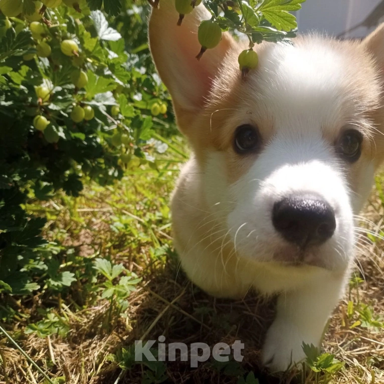 Собаки в Можайске: Вельш-корги пемброк Миллениум Аркобалено Мальчик, 70 000 руб. - фото 2