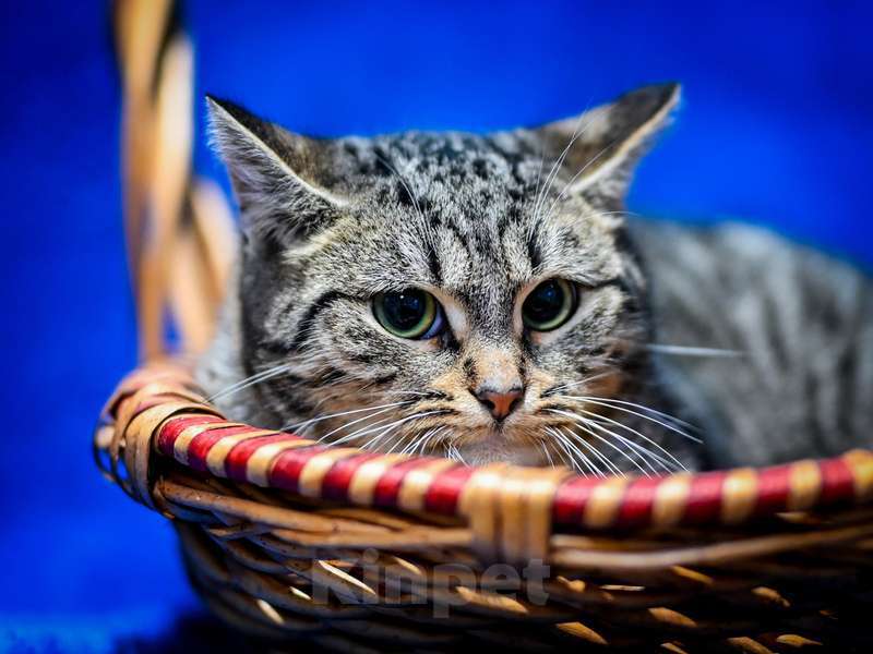 Кошки в Москве: Котята-подростки британской породы в добрые руки Мальчик, Бесплатно - фото 7