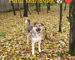 Собаки в Москве: Тобби Мальчик, Бесплатно - фото 8