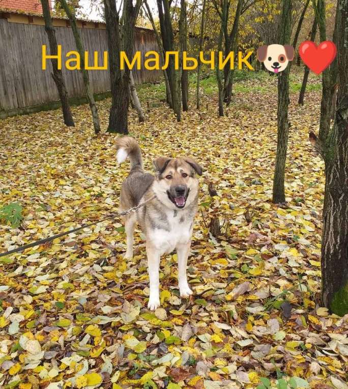 Собаки в Москве: Тобби Мальчик, Бесплатно - фото 8