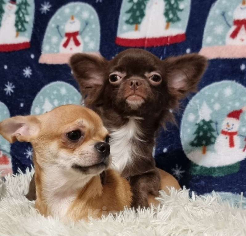 Собаки в Наро-Фоминске: Щенок чихуахуа Девочка, 25 000 руб. - фото 2