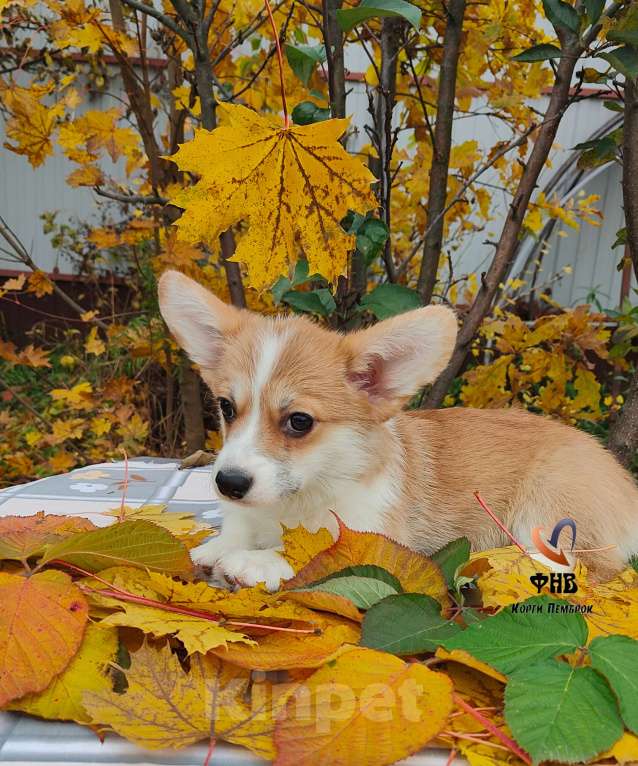 Собаки в Москве: Девочка вельш корги пемброк  Девочка, 55 000 руб. - фото 3