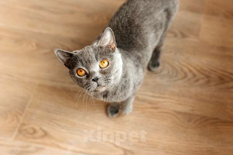 Кошки в Москве: Британская ласковая кошка Тучка в добрые руки Девочка, 1 руб. - фото 5