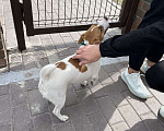 Собаки в Новосибирске: Найдена собака  Девочка, 1 руб. - фото 3