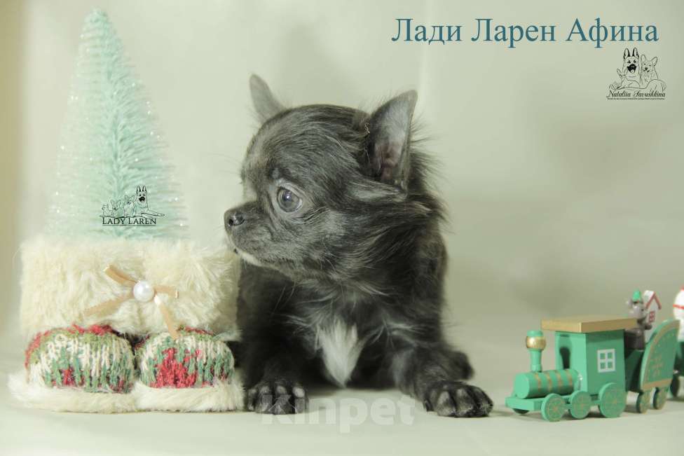 Собаки в Москве: Щенки чихуахуа Мальчик, Бесплатно - фото 2