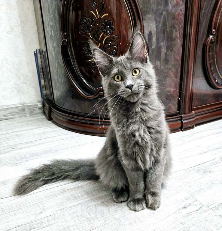 Кошки в Красноярске: Девочка мейн-кун  Девочка, Бесплатно - фото 4