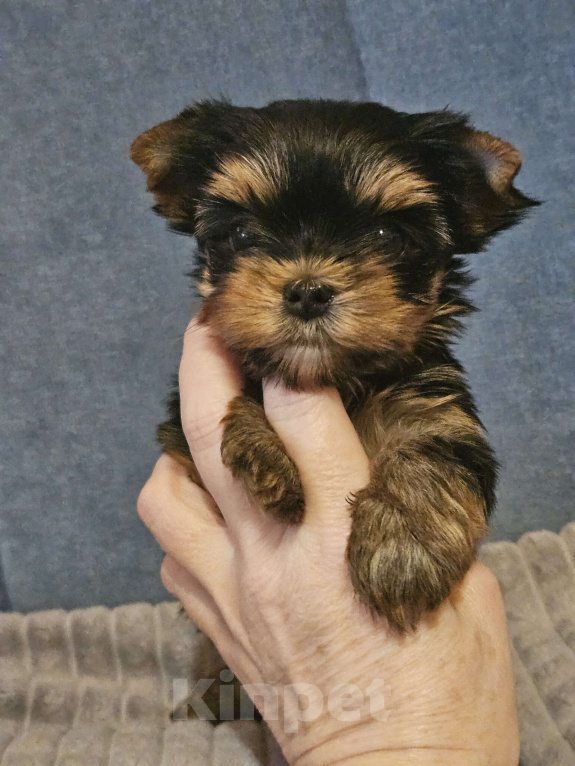 Собаки в Москве: Небольшая девочка йорка  Девочка, 100 000 руб. - фото 5