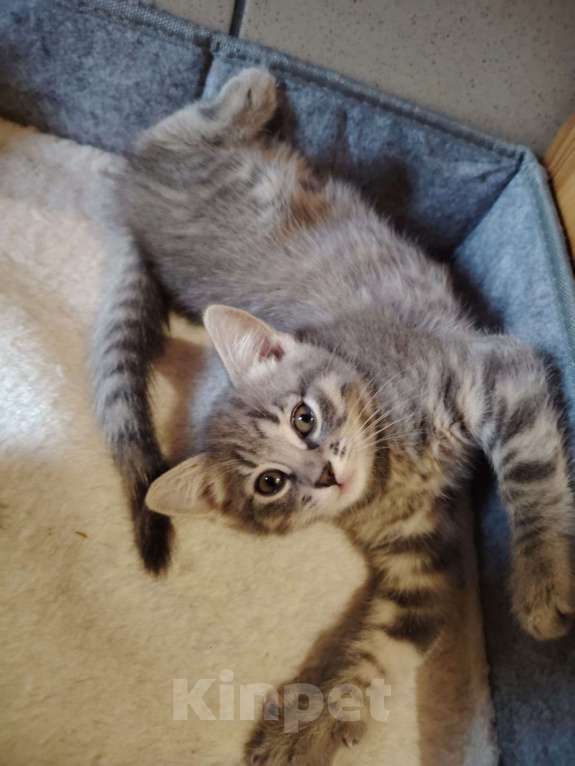 Кошки в Москве: Дымчатая красавица Девочка, Бесплатно - фото 2