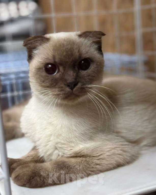 Кошки в Москве: Выкинули разведенцы. Срочный поиск дома! Девочка, Бесплатно - фото 1