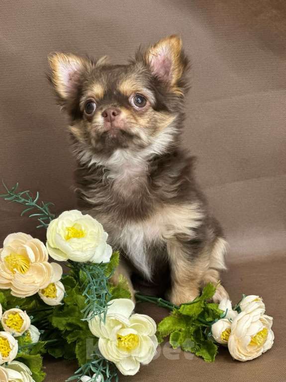 Собаки в Москве: Яркая девочка чихуахуа Девочка, 60 000 руб. - фото 4