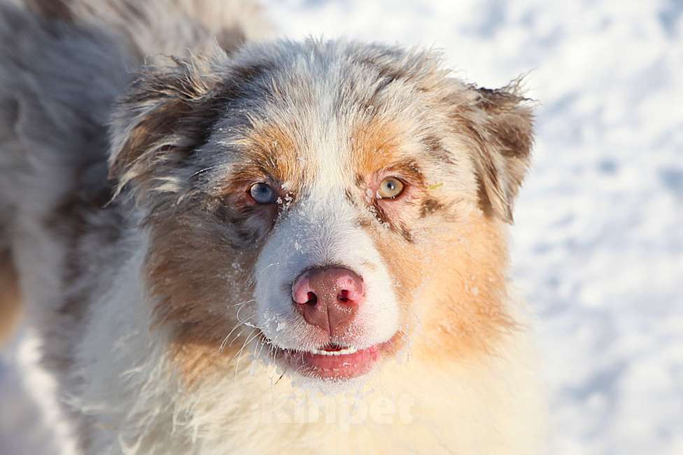 Собаки в других городах Владимирской области: щенок австралийской овчарки Девочка, 150 000 руб. - фото 1
