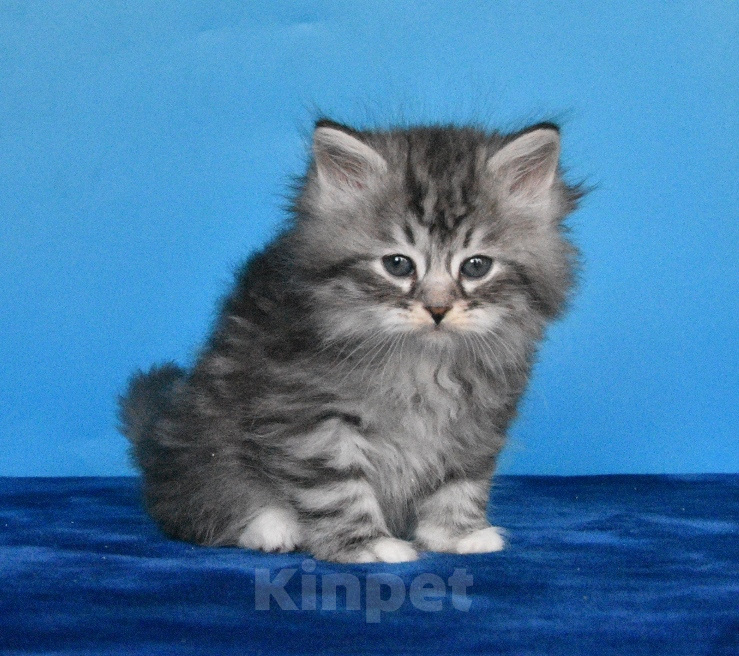 Кошки в Москве: Котик Честер Мальчик, 65 000 руб. - фото 3