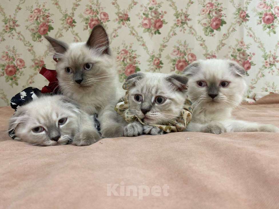 Кошки в Белгороде: Шотландские котята Мальчик, 7 000 руб. - фото 2