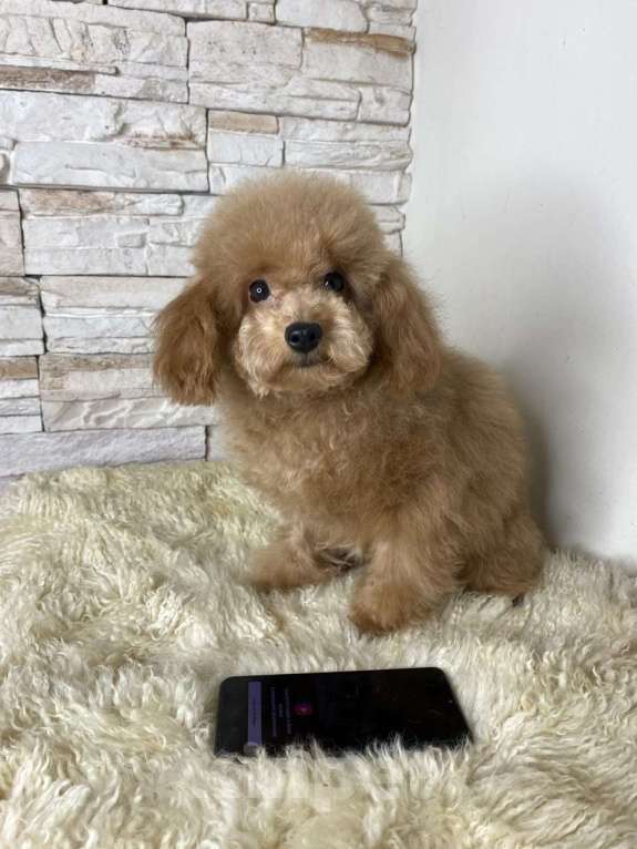 Собаки в Москве: Пудель той девочка РКФ  Девочка, 85 000 руб. - фото 3