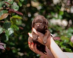 Собаки в Челябинске: Шоколадный малыш, серый ошейник лабрадор-ретривер 1 месяц  Мальчик, 40 000 руб. - фото 2