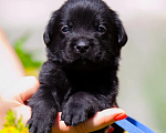 Собаки в Челябинске: Малыш лабрадора -ретривера 1 месяц, синий ошейник.  Мальчик, 30 000 руб. - фото 2