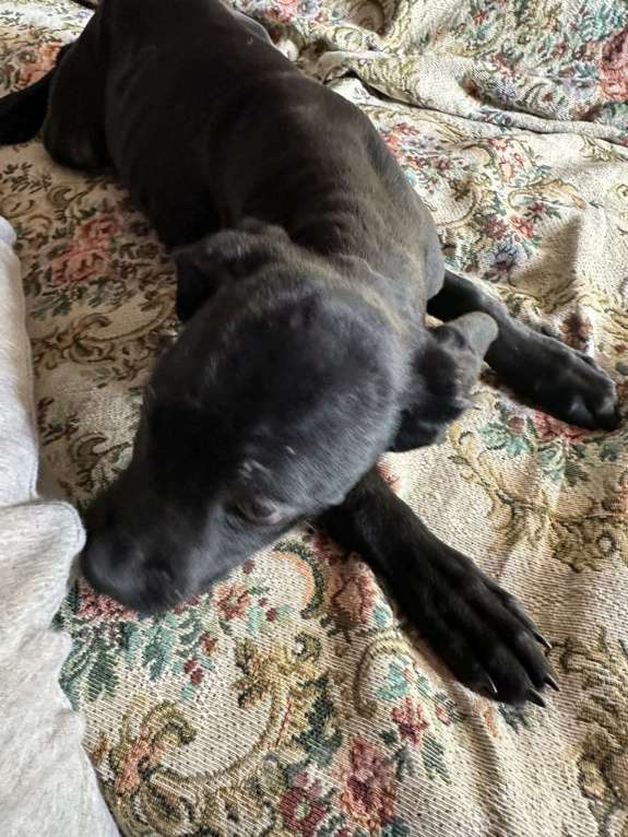 Собаки в Алуште: Щенки Кане Корсо Мальчик, 8 000 руб. - фото 6