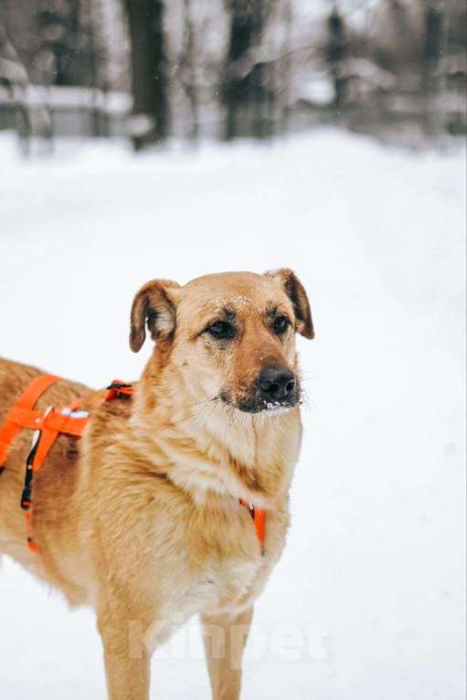 Собаки в Москве: Чудесная Лесси ищет дом Девочка, Бесплатно - фото 8