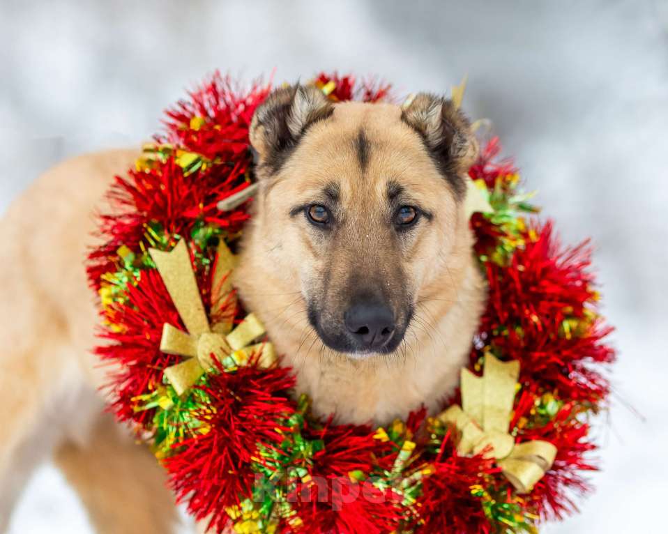 Собаки в других городах Московской области: Самая нежная и ласковая собака ждёт своего хозяина Девочка, Бесплатно - фото 9