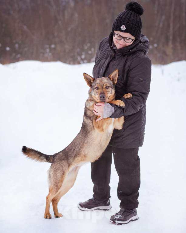 Собаки в Москве: Небольшая ласковая молодая девочка Девочка, Бесплатно - фото 8