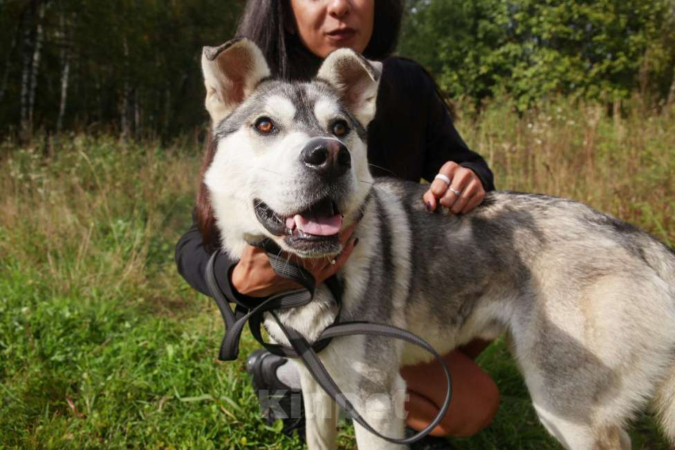 Собаки в Москве: Серенький Мальчик, Бесплатно - фото 40