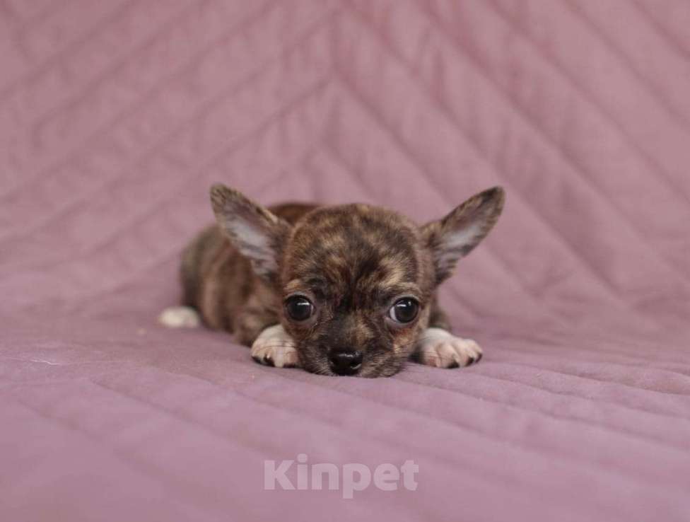 Собаки в Ульяновске: чихуахуа Девочка, 45 000 руб. - фото 2