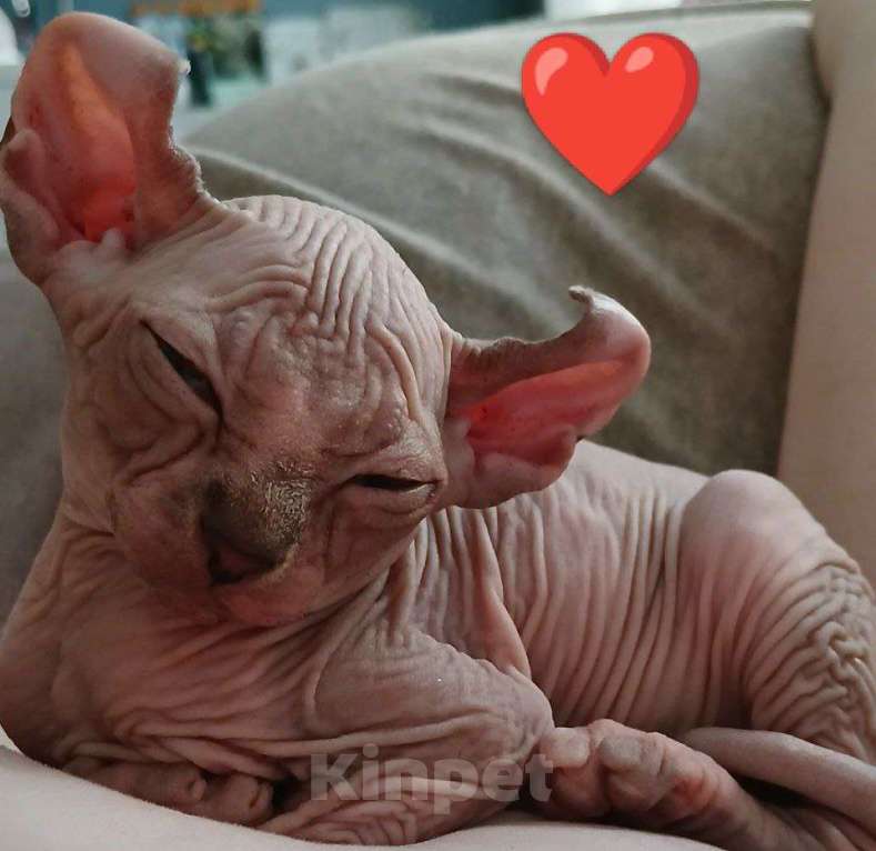 Кошки в Москве: Котята Канадский сфинкс эльф Девочка, 18 000 руб. - фото 10