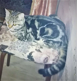 Объявление: потерялась кошка, 1 руб., Новосибирск