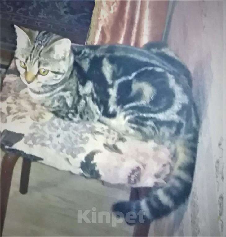 Кошки в Новосибирске: потерялась кошка Девочка, 1 руб. - фото 1