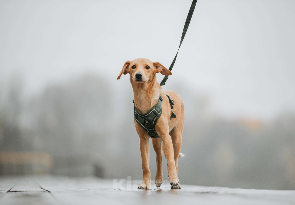 Собаки в Москве: Щенок с золотыми ушками Девочка, Бесплатно - фото 2