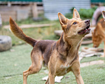 Собаки в Пушкино: Красавец Шерлок ищет дом! Мальчик, Бесплатно - фото 4