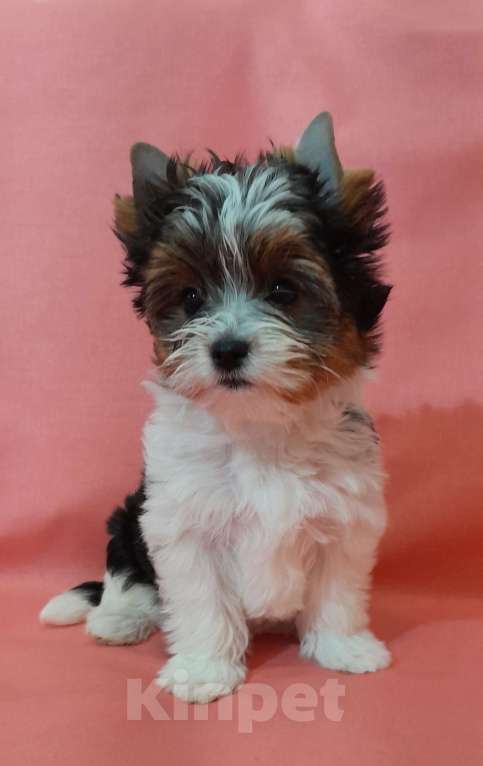 Собаки в Москве: Миниатюрная девочка Девочка, 80 000 руб. - фото 2