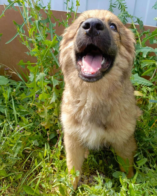 Собаки в Москве: Деточка Злата  Девочка, Бесплатно - фото 3