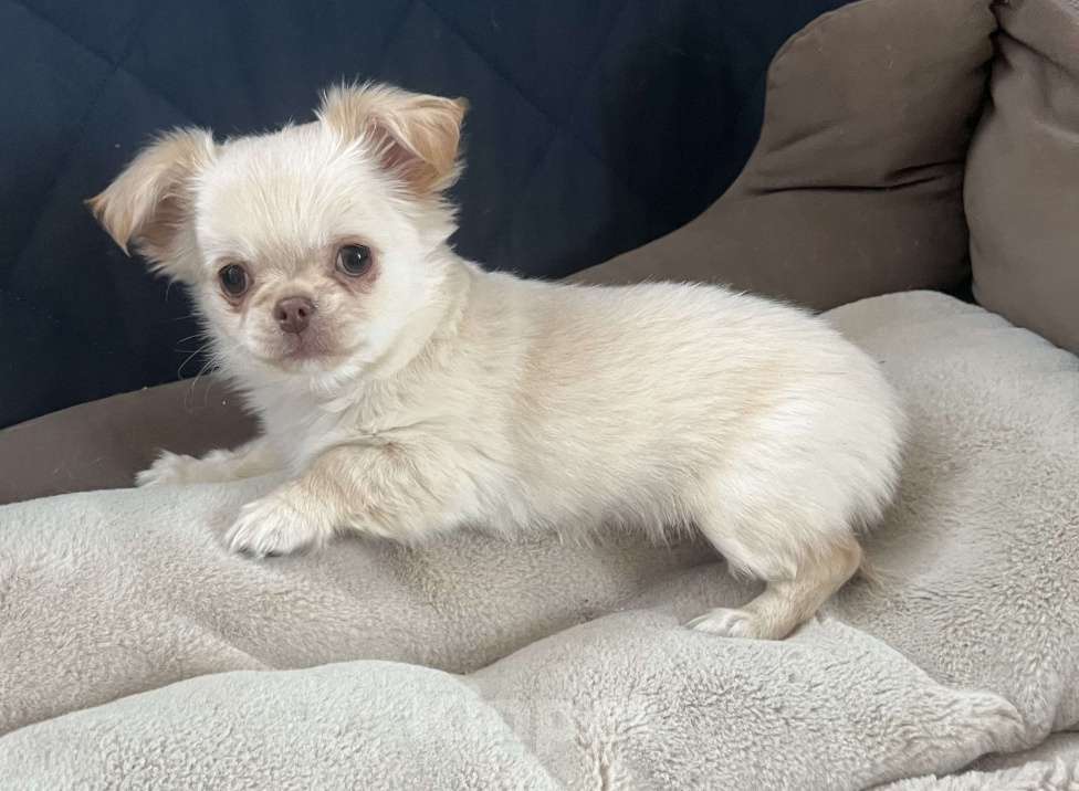 Собаки в Санкт-Петербурге: Щенок чихуахуа, сука Девочка, 50 000 руб. - фото 4