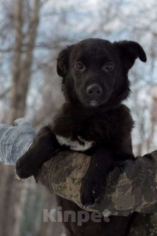 Собаки в Москве: Благородная истинная леди Люся (Люси) в поисках дома, 9 месяцев. Девочка, 1 руб. - фото 4