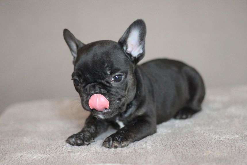 Собаки в Перми: Щенок французского бульдога Мальчик, 40 000 руб. - фото 2