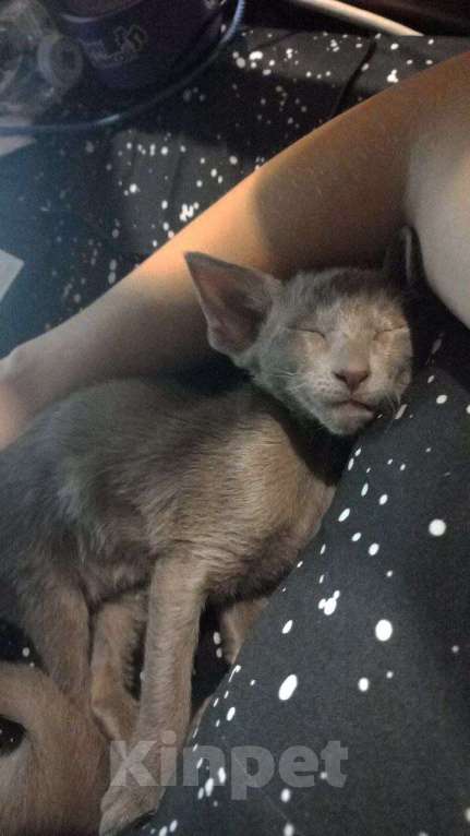 Кошки в Москве: Ориентальный котенок Мальчик, 55 000 руб. - фото 2